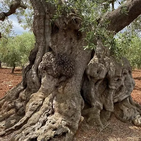 Bambarone La Masseria 4* Fasano